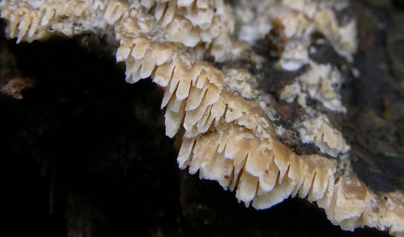 In bosco di Quercus cerris(3). (Schizopora paradoxa)